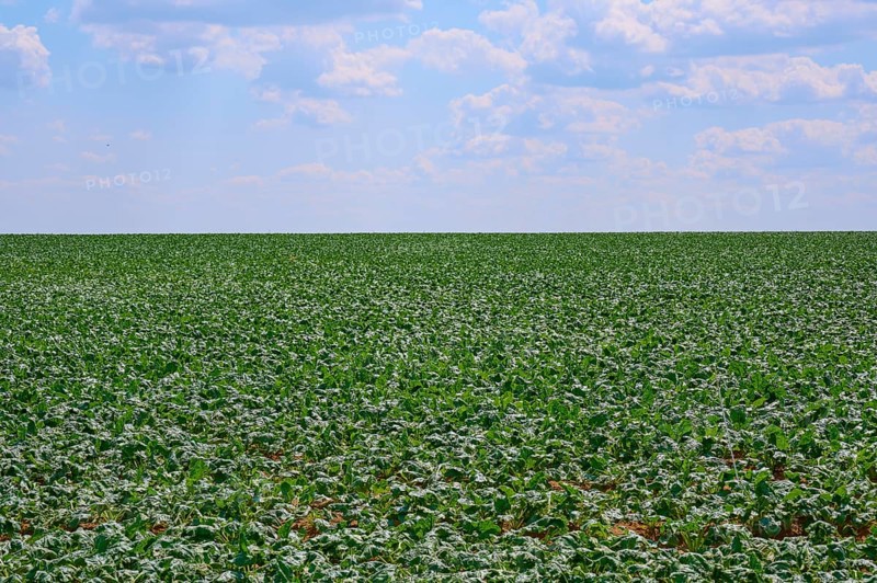 An endless sugar beet field with dense vegetation under a slightly cloudy sky, Hausen, Würzburg district, Mainfranken, Bavaria, Germany