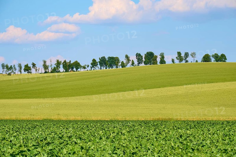 Hilly landscape with green fields and a row of trees under a blue sky with clouds, Marktheidenfeld, Bavaria, Germany