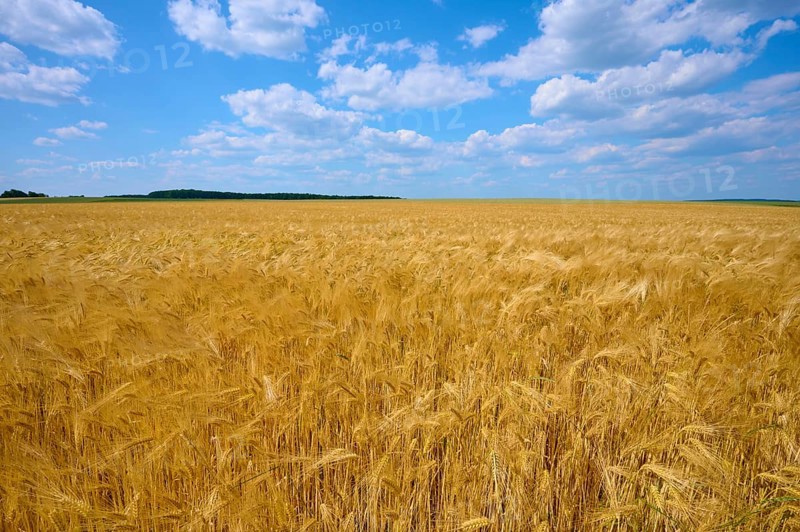 Golden yellow barley field under a bright blue sky with scattered clouds, summer, Höhefeld, Wertheim, Baden-Württemberg, Germany