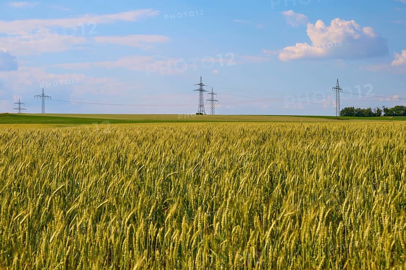 A large wheat field with electricity pylons and a blue, slightly cloudy sky, Marktheidenfeld, Bavaria, Germany