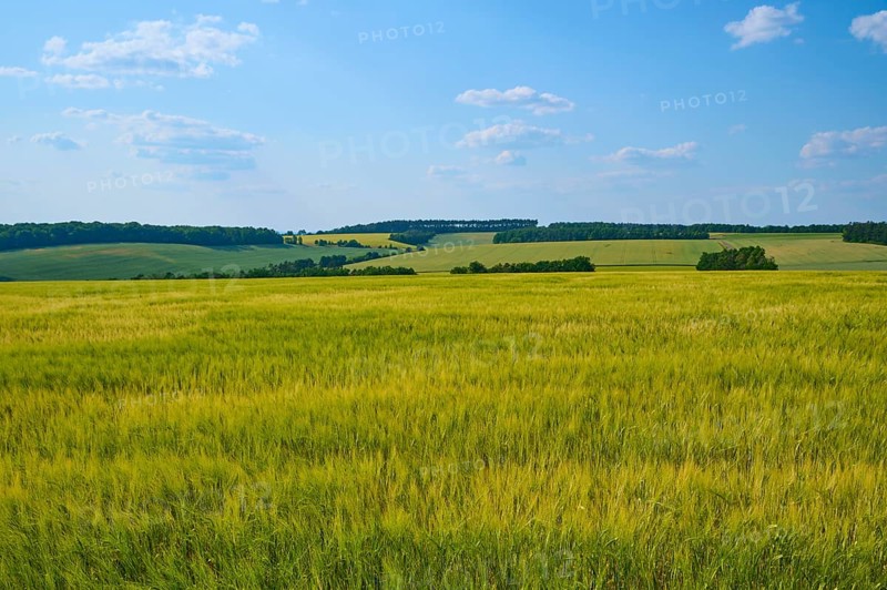 Wide view of green grain fields and hills under a blue sky with few clouds, summer, Retzstadt, district Main Spessart, Bavaria, Germany
