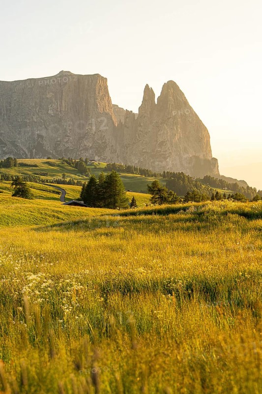 Golden meadow in the evening sun against a steep mountain backdrop, Schlehrn, Alpe di Siusi, Dolomites, South Tyrol, Italy
