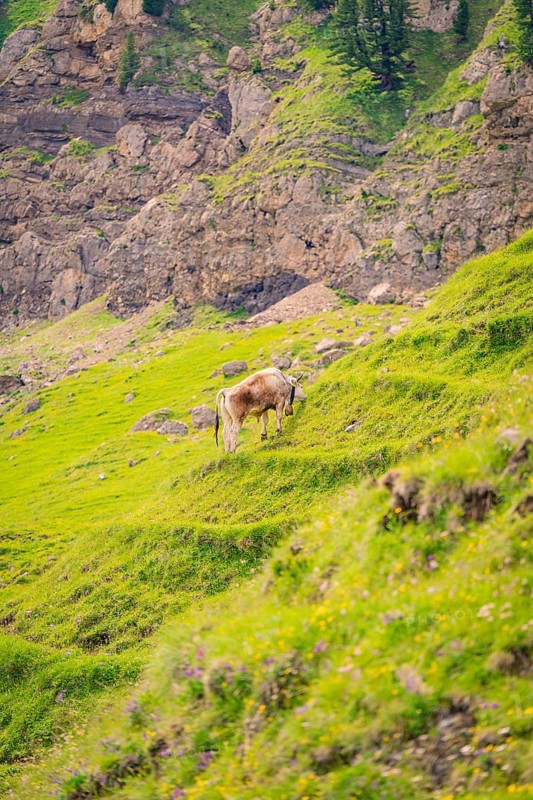 Cow grazing on a green meadow in front of a rocky mountain landscape, Alpe di Siusi, Dolomites, South Tyrol, Italy