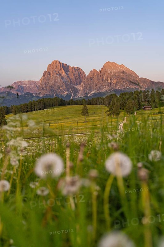 Impressive view of the Dolomites in the evening light with meadow flowers in the foreground, Sassolungo Group, Alpe di Siusi, Dolomites, South Tyrol, Italy