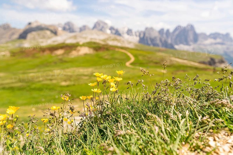 Yellow flowers and grasses on a hill with a mountain backdrop, Alpe di Siusi, Dolomites, South Tyrol, Italy