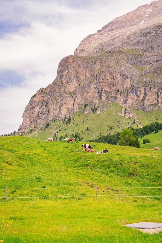 Cows grazing on a green meadow in front of a mountain, Alpe di Siusi, Dolomites, South Tyrol, Italy