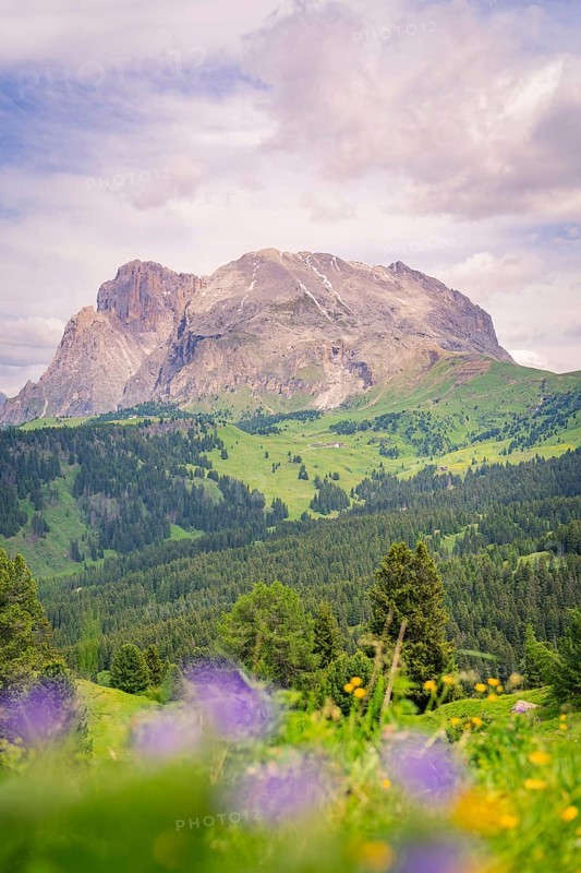 Mountain panorama with violet flowers in the foreground and green meadows, Alpe di Siusi, Dolomites, South Tyrol, Italy