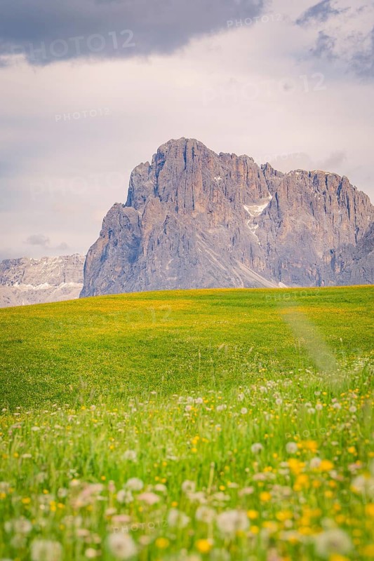 Mountain landscape with green meadow and flowers under a cloudy sky, Alpe di Siusi, Dolomites, South Tyrol, Italy