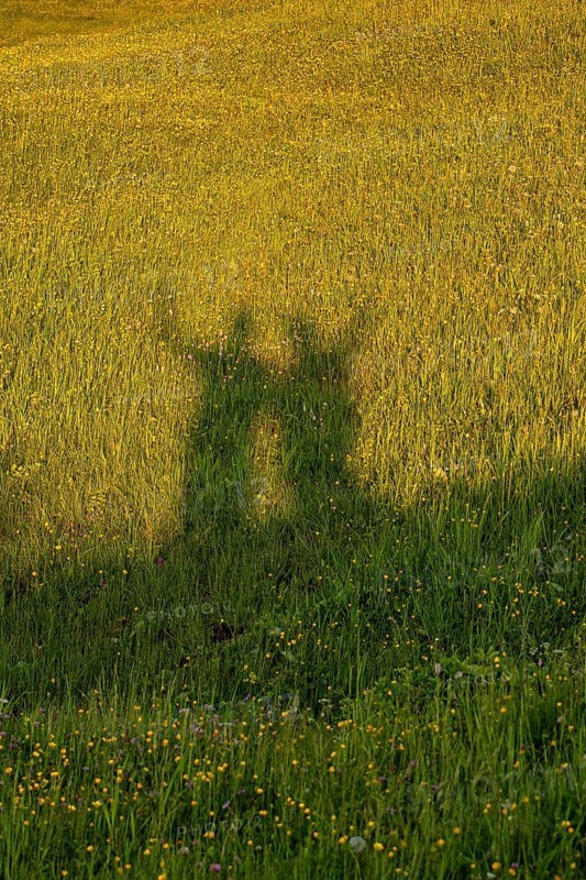 Shadow of two people on a sunlit meadow, Alpe di Siusi, Dolomites, South Tyrol, Italy