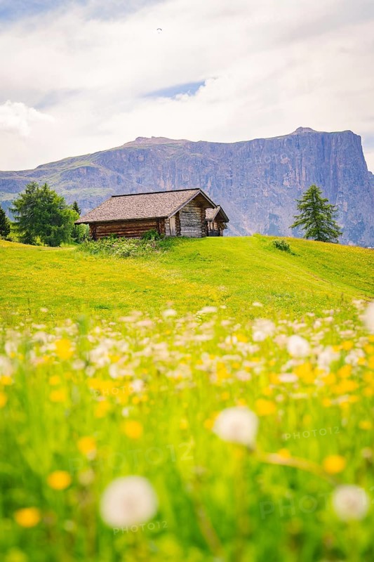 Wooden hut on a flowery meadow in front of an impressive mountain panorama, Alpe di Siusi, Dolomites, South Tyrol, Italy