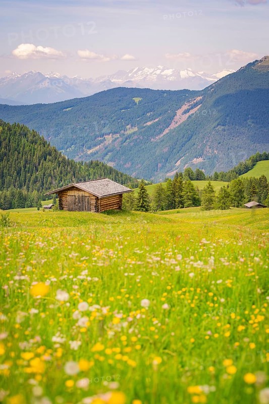 A haystack on a flowering meadow in front of a picturesque mountain panorama, Alpe di Siusi, Dolomites, South Tyrol, Italy