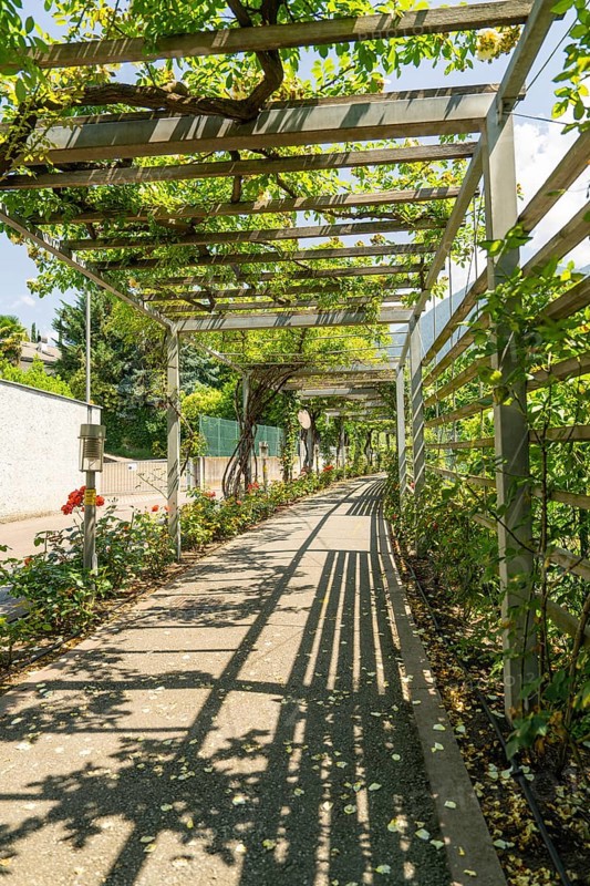 A sunny garden path with pergola and flowering plants, Botanical Garden, The Gardens of Trauttmansdorff Castle, Merano, South Tyrol, Italy