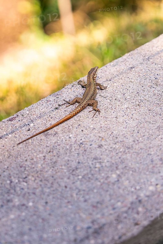 Lizard sitting on a concrete path, illuminated by sunlight, in a quiet summer day atmosphere, Botanical Garden, The Gardens of Trauttmansdorff Castle, Merano, South Tyrol, Italy