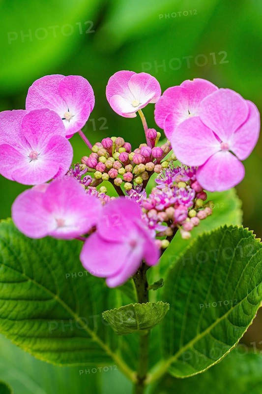 Pink hydrangea flowers with green leaves in the foreground glow vividly, Botanical Garden, The Gardens of Trauttmansdorff Castle, Merano, South Tyrol, Italy