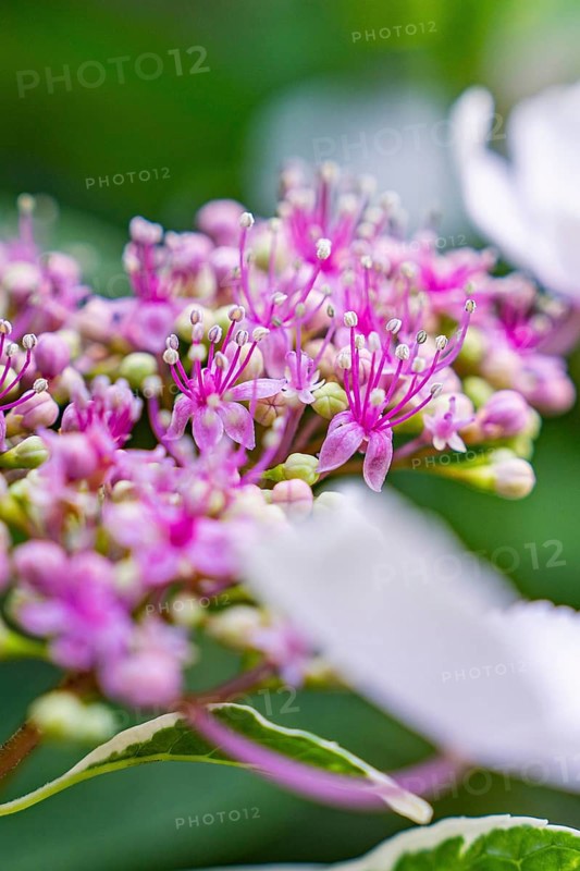 Close-up of pink hydrangea blossoms with filigree pistils in fresh surroundings, Botanical Garden, The Gardens of Trauttmansdorff Castle, Merano, South Tyrol, Italy