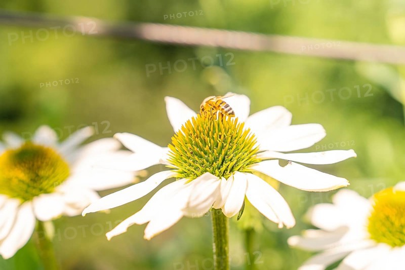 A bee sits on a daisy and collects nectar in the summer air, Botanical Garden, The Gardens of Trauttmansdorff Castle, Merano, South Tyrol, Italy
