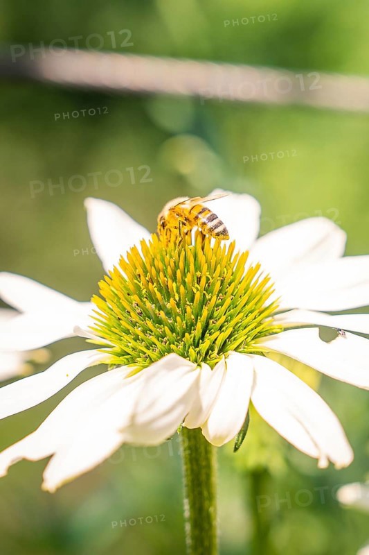 A bee sits on a daisy and collects nectar in the summer air, Botanical Garden, The Gardens of Trauttmansdorff Castle, Merano, South Tyrol, Italy
