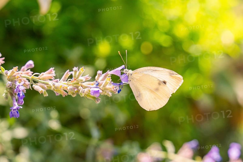 A butterfly sits on lavender flowers in the sunlight against a blurred green backdrop, Botanical Garden, The Gardens of Trauttmansdorff Castle, Merano, South Tyrol, Italy