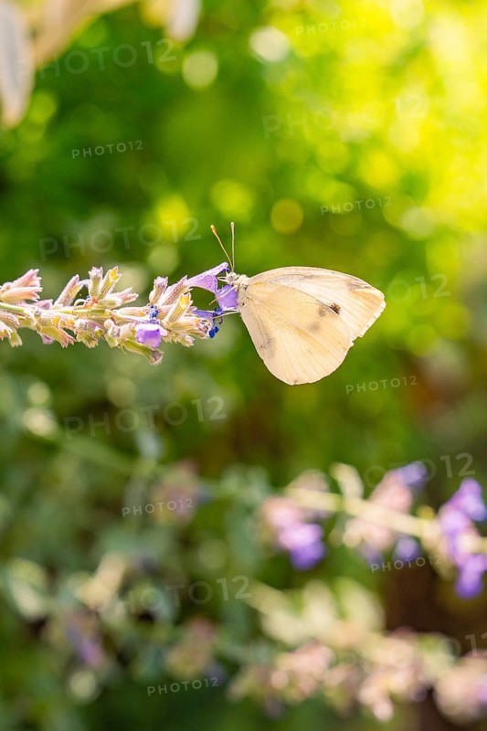 White butterfly sitting on a purple flower in nature, surrounded by soft light and blur, Botanical Garden, The Gardens of Trauttmansdorff Castle, Merano, South Tyrol, Italy