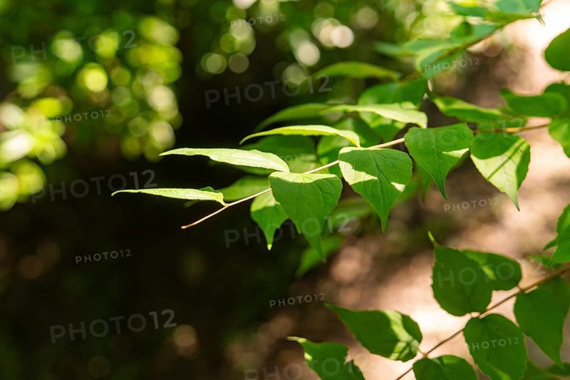 Green leaves on a branch, illuminated by sunlight, surrounded by shadows in a quiet forest, Botanical Garden, The Gardens of Trauttmansdorff Castle, Merano, South Tyrol, Italy