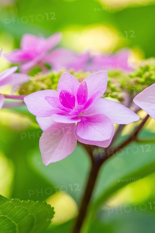Close-up of a delicate pink flower with a green, blurred background, Botanical Garden, The Gardens of Trauttmansdorff Castle, Merano, South Tyrol, Italy