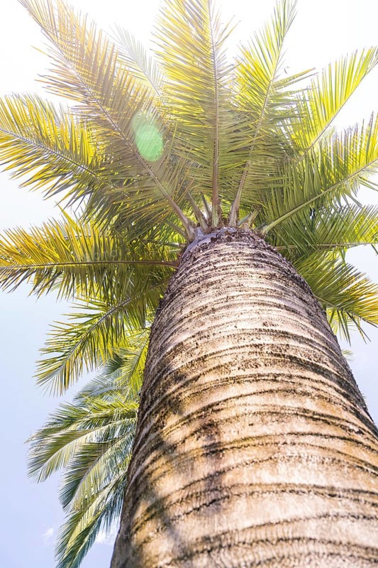 View from below of a palm tree illuminated by the sun, Botanical Gardens, The Gardens of Trauttmansdorff Castle, Merano, South Tyrol, Italy