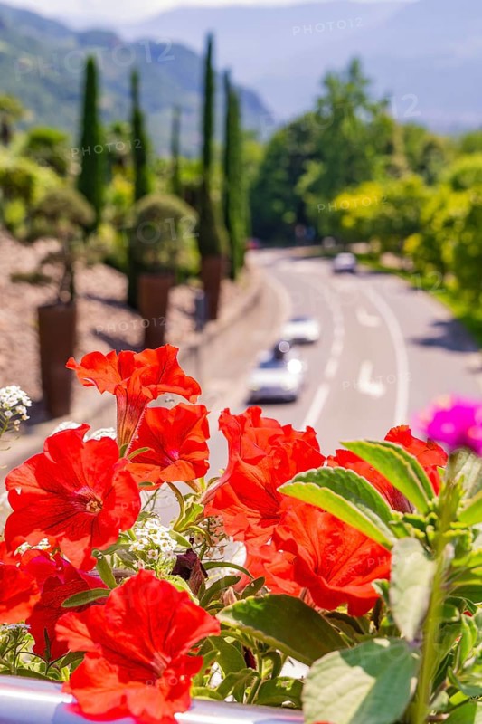 Vibrant red flowers line a street in a sunny landscape, Botanical Garden, The Gardens of Trauttmansdorff Castle, Merano, South Tyrol, Italy