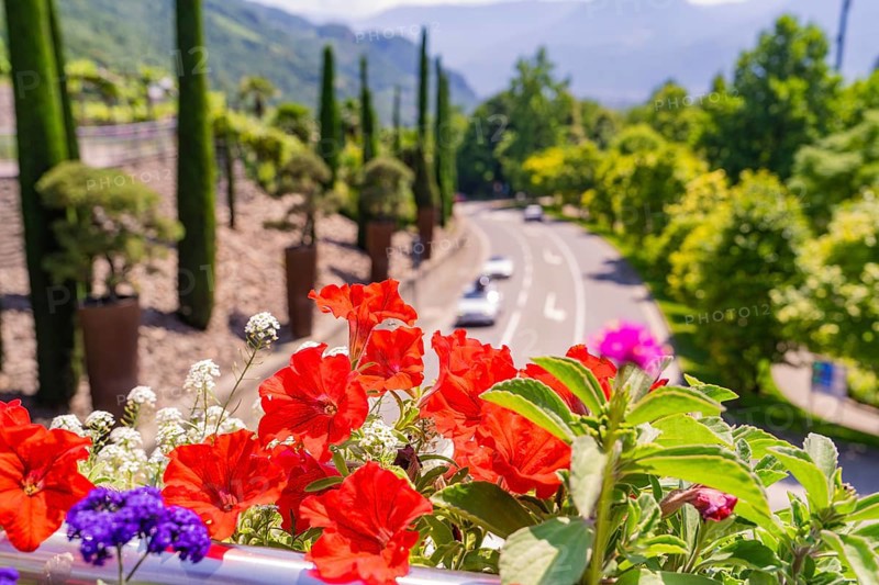 Red and purple flowers with a street view in a mountainous region, Botanical Garden, The Gardens of Trauttmansdorff Castle, Merano, South Tyrol, Italy
