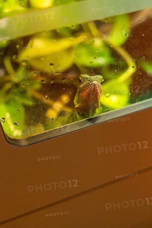 A chameleon in a terrarium sits between damp green leaves, Botanical Garden, The Gardens of Trauttmansdorff Castle, Merano, South Tyrol, Italy