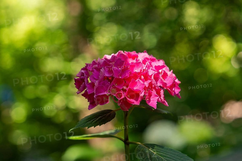 A pink hydrangea flower glows in the sunlight, surrounded by green nature, Botanical Garden, The Gardens of Trauttmansdorff Castle, Merano, South Tyrol, Italy