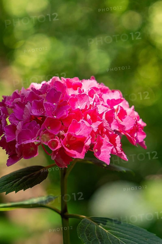 A pink hydrangea flower under sunlit leaves, Botanical Garden, The Gardens of Trauttmansdorff Castle, Merano, South Tyrol, Italy