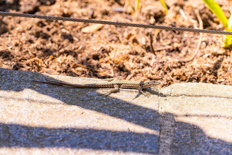 Lizard sunbathing on a stone under a taut wire, Botanical Garden, The Gardens of Trauttmansdorff Castle, Merano, South Tyrol, Italy
