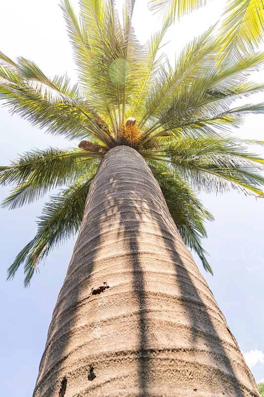 View of a palm crown from below against a bright blue sky, Botanical Gardens, The Gardens of Trauttmansdorff Castle, Merano, South Tyrol, Italy