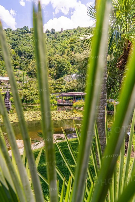 View through palm leaves to a lake with lush tropical vegetation, Botanical Gardens, The Gardens of Trauttmansdorff Castle, Merano, South Tyrol, Italy