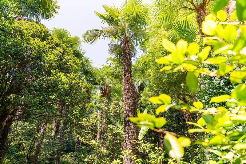 Dense cluster of palm trees in a sunny, green jungle, Botanical Gardens, The Gardens of Trauttmansdorff Castle, Merano, South Tyrol, Italy