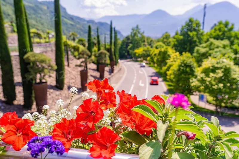 Colourful flowers and cypresses line a street with mountain views, Botanical Garden, The Gardens of Trauttmansdorff Castle, Merano, South Tyrol, Italy