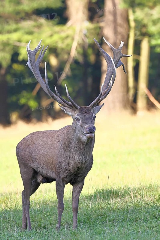 Red deer (Cervus elaphus) during rutting season, capital stag, twenty hinds, running across a forest clearing in the evening, wildlife, Sauerland, North Rhine-Westphalia, Germany