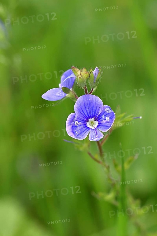 Flower of Gamander speedwell (Veronica chamaedrys), in a deciduous forest, blue blossom, spring, Wilnsdorf, North Rhine-Westphalia, Germany