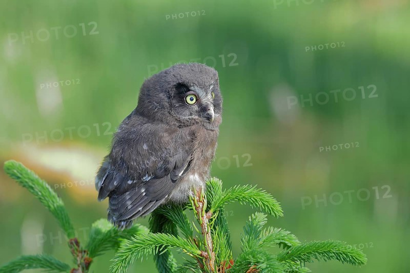 Great horned owl (Aegolius funereus), young bird sitting on the top of a spruce, European spruce (Picea abies), Wilnsdorf, North Rhine-Westphalia, Germany