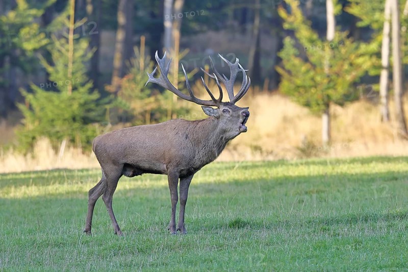 Red deer (Cervus elaphus) in rutting season, capital stag, twenty hinds, roaring in a forest clearing, wildlife, Sauerland, North Rhine-Westphalia, Germany