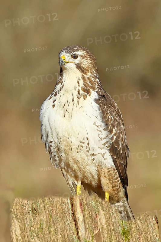 Buzzard (buteo buteo), light-coloured variant, light morph, side view, animal portrait, wildlife, North Rhine-Westphalia, Germany