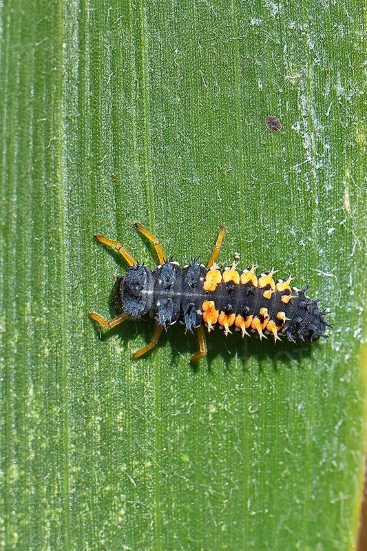 Ladybird larva, seven-spot ladybird (Coccinella septempunctata), insect larva, beneficial insect, on forage maize, Wilnsdorf, North Rhine-Westphalia, Germany