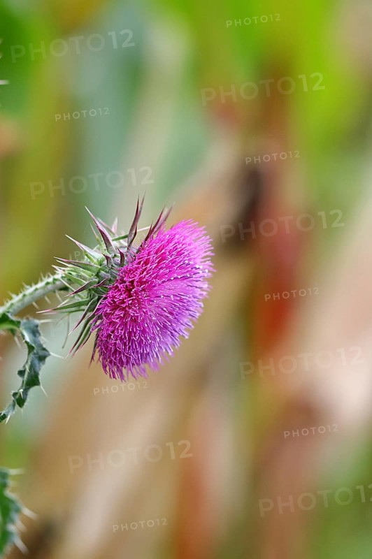 Flower head of the Musk Thistle (Carduus nutans, also known as nodding thistle), by the wayside, Rosenheim, Bavaria, Germany