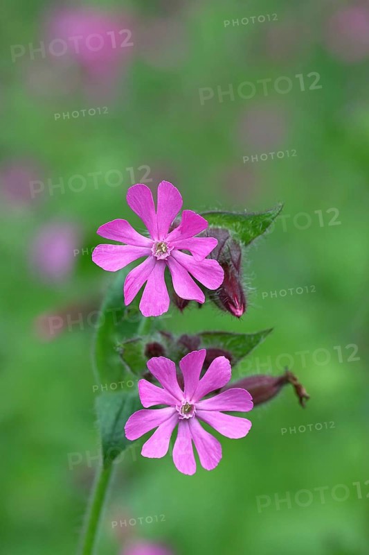 Red campion (Silene dioica), close-up of a flower in a meadow, Wilnsdorf, North Rhine-Westphalia, Germany