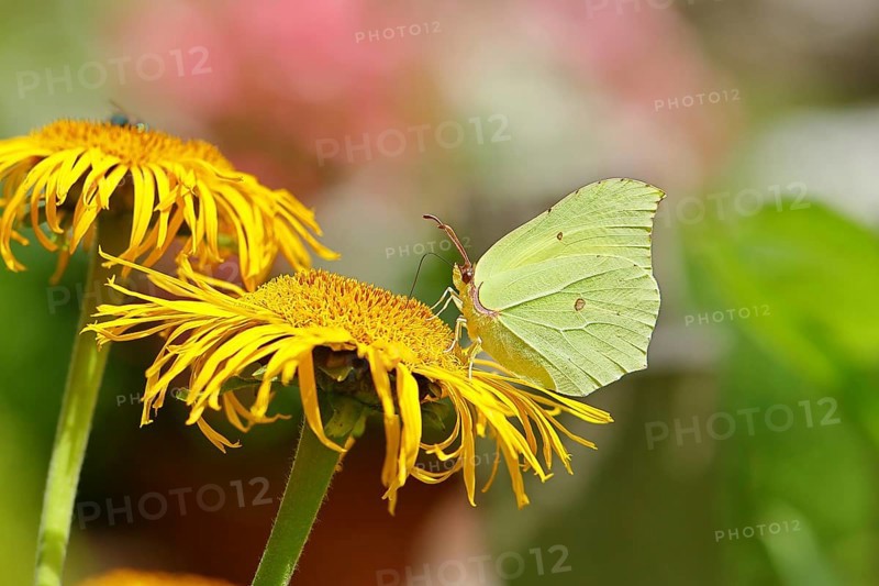 Lemon butterfly (Gonepteryx rhamny) on a yellow flower of a Great Telekie (Telekia speciosa), close-up, Wilnsdorf, North Rhine-Westphalia, Germany