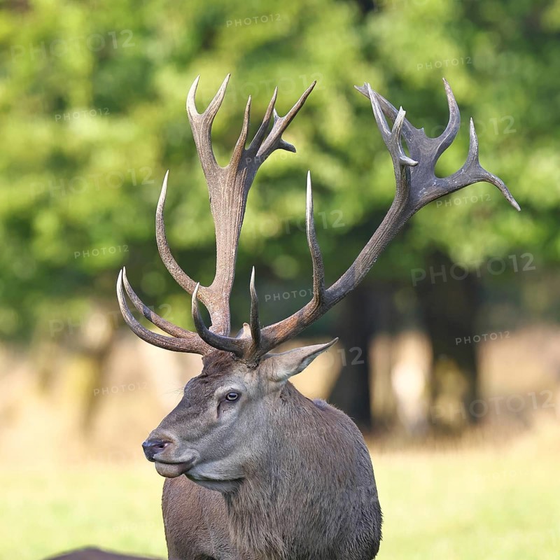 Red deer (Cervus elaphus), capital stag in a forest clearing, Zwanzigender, animal portrait, wildlife, Sauerland, North Rhine-Westphalia, Germany