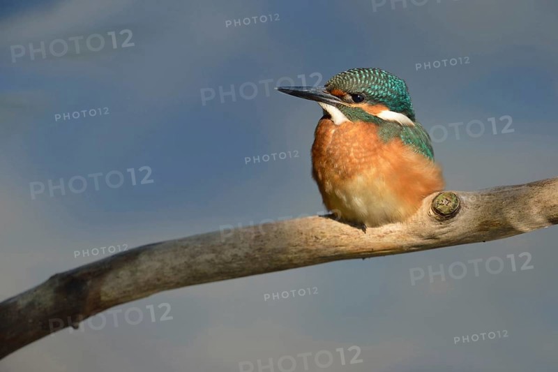 Kingfisher (Alcedo atthis), this year's young bird in the light spot, which emphasises the beautiful plumage of the bird, also known as the blue diamond, frontal view, Lower Rhine, North Rhine-Westphalia, Germany, Western Europe