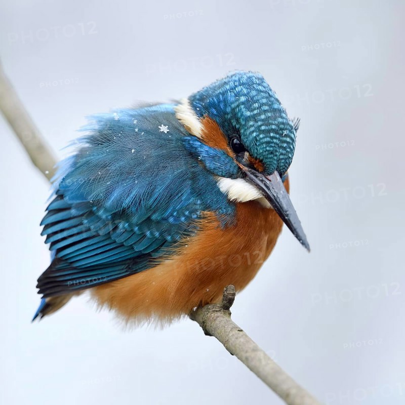Iridescent blue and orange... Kingfisher (Alcedo atthis), male in winter in the snow, in light snowfall with snowflakes in its plumage, looking out for prey from its perch, Lower Rhine, North Rhine-Westphalia, Germany, Western Europe