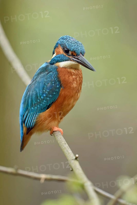 Posture score 1... Kingfisher (Alcedo atthis), male in spring, sits on a thin branch to hunt from there, observes what is happening below him with the utmost attention, typical perching hunter, Lower Rhine, North Rhine-Westphalia, Germany, Western Europe