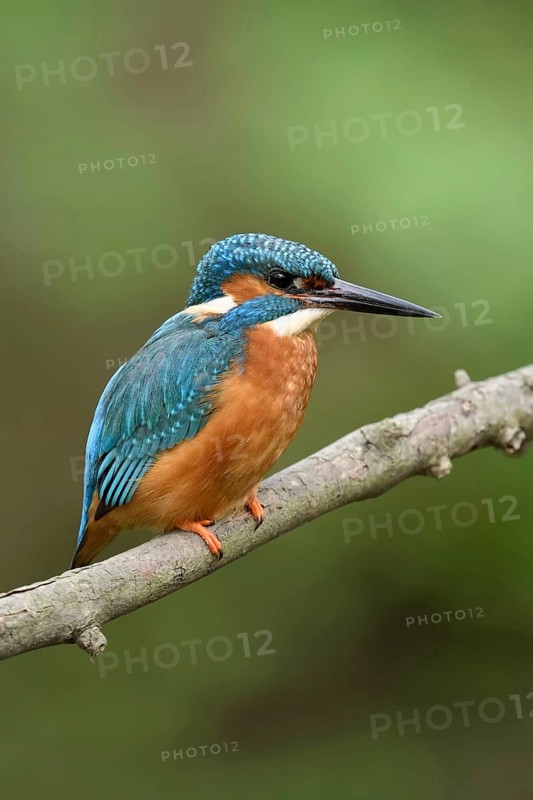 Along the stream... Kingfisher (Alcedo atthis), iridescent, particularly colourful native bird that lives in clean waters with sufficient small fish, on which the kingfisher prefers to feed, builds nests in burrows that it digs itself in embankments, Lower Rhine, North Rhine-Westphalia, Germany, Western Europe